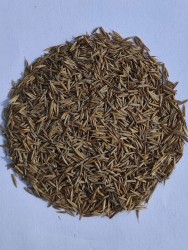 Овсяница красная красная Максима 1 (1 кг)  
